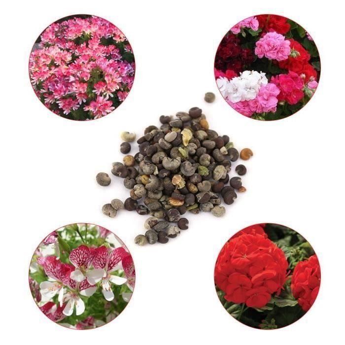 Graine semence 5 * 100 pcs Mix Couleur Geranium Graines Bonsaï En Pot Fleur Plante Jardin Cour