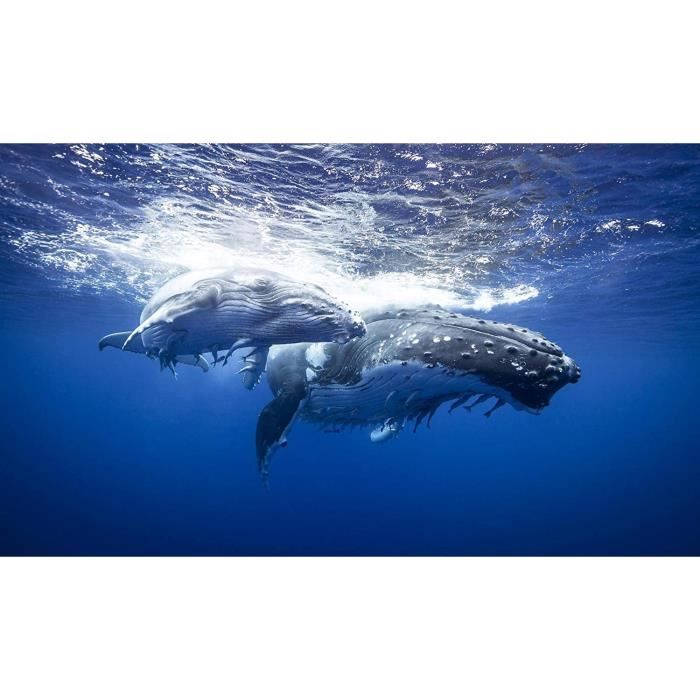 Figurine Holtztiger Baleine Bleue Avec Eau