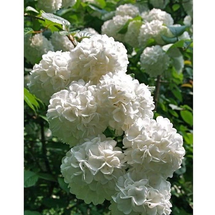 Arbuste Boule de neige Viburnum opulus 'Roseum'-Viorne blanche stérile- Fleurs blanches pompons de 8-10 cm diamêtre-Limite T°de-14° - Cdiscount  Jardin