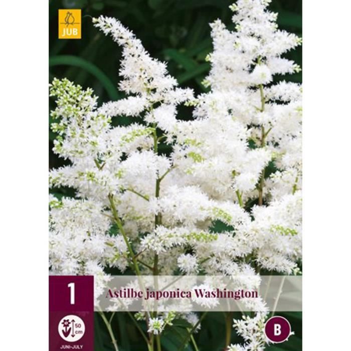 Fleurs - Astilbe japonica - Washington - Floraison hâtive - Blanc pur - Hauteur 50cm