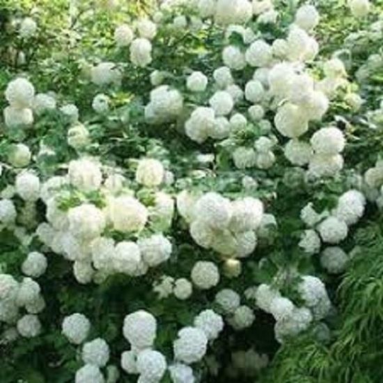 Arbuste Boule de neige Viburnum opulus 'Roseum'-Viorne blanche stérile-Fleurs  blanches pompons de 8-10 cm diamêtre-Limite T°de-14° - Cdiscount Jardin