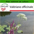 Valerian Valeriane Officinal Valeriana Officinalis Sem05