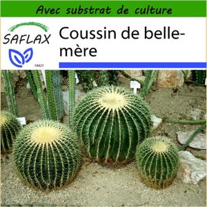 40 graines SAFLAX Cactus nain argentin Rebutia/Mix Avec substrat 