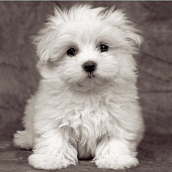 Puzzle 500 Pieces Chiot Bichon Maltais Cdiscount Jeux Jouets Puzzle 500 Pieces Chiot Bichon Maltais Cdiscount Jeux Jouets