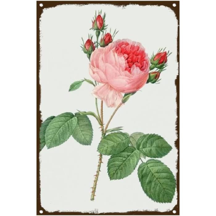 Savon a la Rose French Label - The Old Design Shop