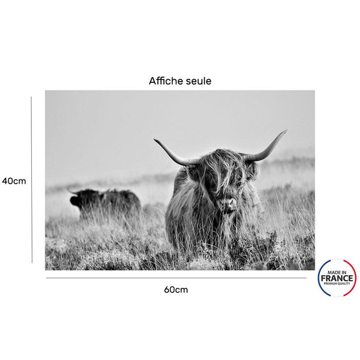 Vache des Highlands affiches et impressions par Niklas Maximilian
