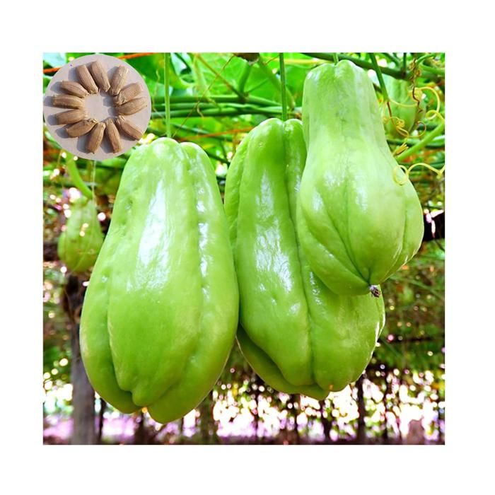 Graines De Chayote Vert - 60 Graines - Légume Exotique, Culture Facile En Extérieur Ou Potager