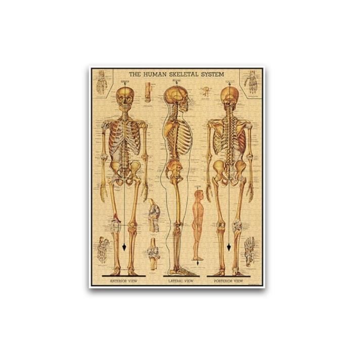 Puzzle 1000 pièces - Squelette vintage - Corps humain - Thème science et espace - Beige - Adulte - Dès 14 ans - Mixte