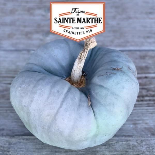 Meilleurs prix pour Graines de Potiron Tristar ou Triamble - La Ferme Sainte Marthe - Mélange de graines