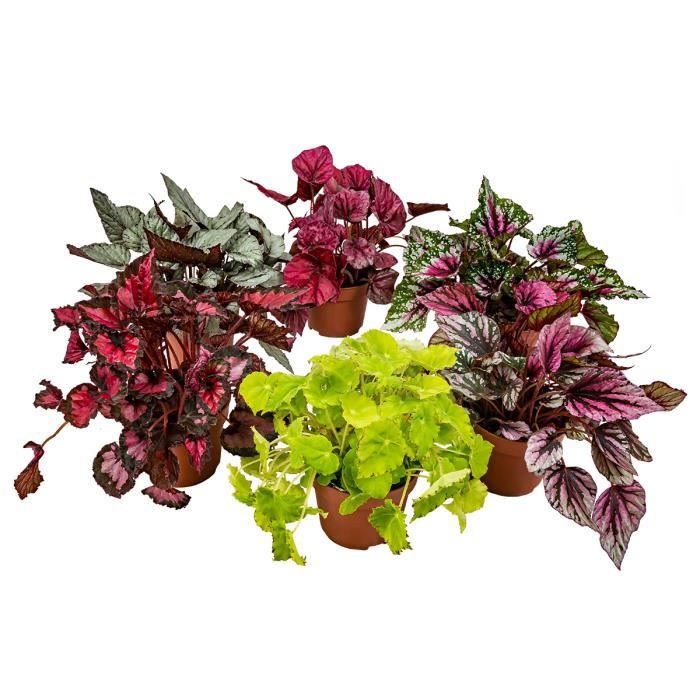 6x Begonia Beleaf Mix – Feuillage Begonia – Peu d'entretien – D12 cm ...