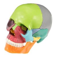 Mini Modèle de Crâne Humain, Modèle de crâne anatomique en 22 Pièces, Amovible Crâne Cerveau Crâne Tête Modèle