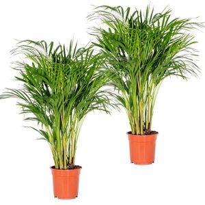 PLANTE POUSSÉE 2x Dypsis Lutescens - Golden Palm - Plante d'intérieur - Entretien facile – D20 cm - H90-100 cm