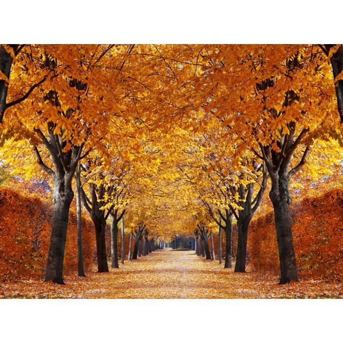 Bois sur la forêt origines PHOTO PAPIER PEINT MURAL Nature 15828574