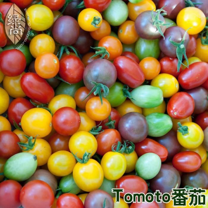 tomate a en pot legumes fruits et graines tomates cerise cdiscount jardin
