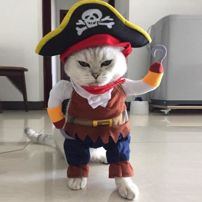 Habit pour chat online
