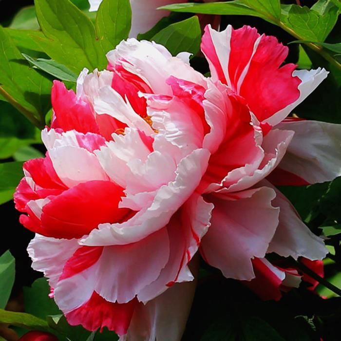 100 Graines De Pivoines Mélangées - Facile à Cultiver, Pour Jardin, Balcon, Bonsaï