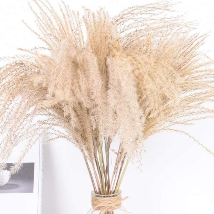 FLEUR SECHEE 50PCS Fleurs séchées Pampas Herbe, Roseau Bundle séché Bouquet de fleurs séch&ea274