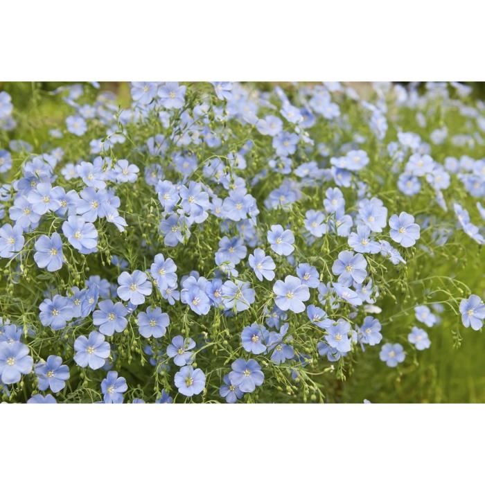 500 Graines de Lin plantes jardins fleurs mthode BIO - Cdiscount Jardin