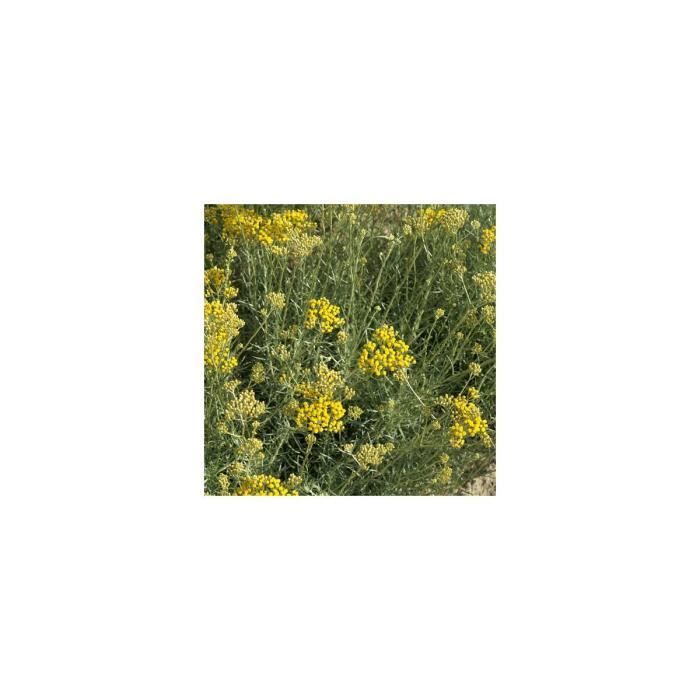 PLANTE POUSSEE- Immortelle italicum ssp. serotinum-Godet - 5/20 cm-BELLEVUE DISTRIBUTION