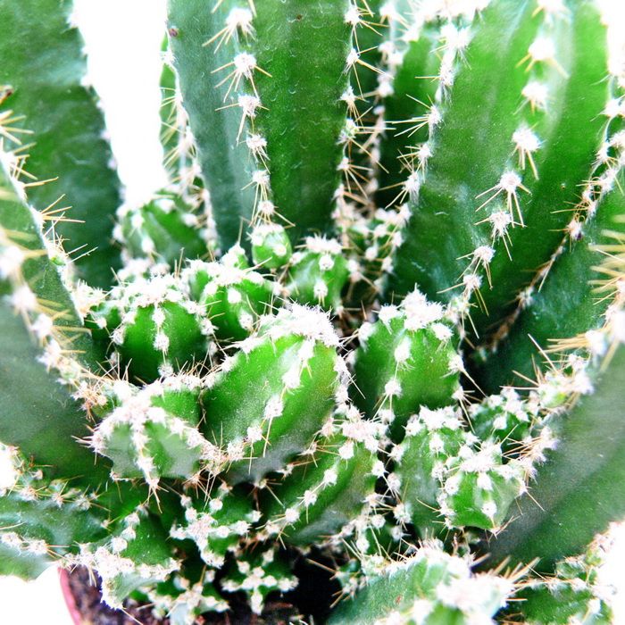Exotenherz Cereus Floridianus Green Finger in 5.5 cm Pot
