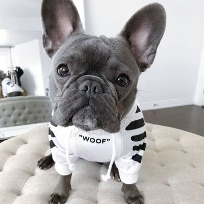 Manteau best sale chien adidog