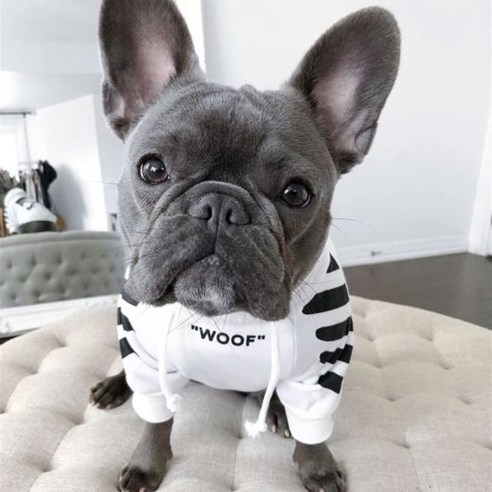 Habit bouledogue francais clearance