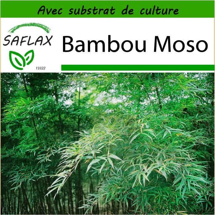 SAFLAX - Bambou Moso - 20 graines - Avec substrat - Phyllostachys pubescens