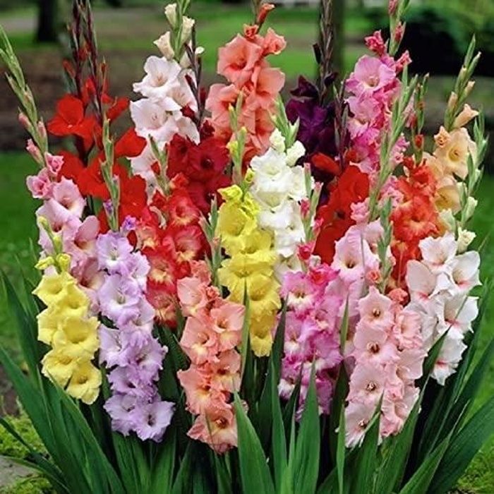 Bulbes a Fleurs Glaieuls Gladiolus 10 X Glaieul MIX Gladiolus MIX 1 Cdiscount Jardin