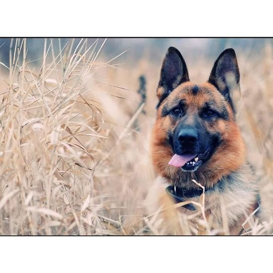 SanZez Kit Broderie Diamant 5D Chien Berger Allemand - Peinture Diamant 40x50cm Animal Mosaïque DIY
