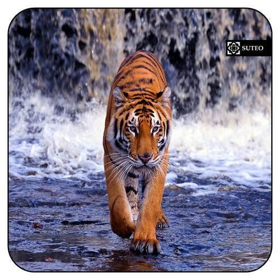 Azeeda 4 x Tigre Dessous de Verre liège carré de 10cm CR00153379 