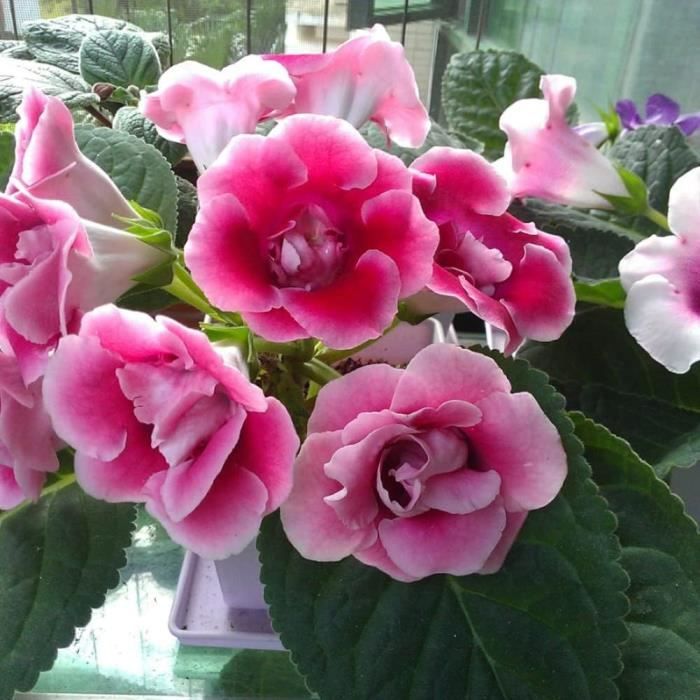 Graines De Pétunia F1 'Vague' Bleu - Lot De 6 Sachets, Fleurs Annuelles Pour Jardin Ou Balcon