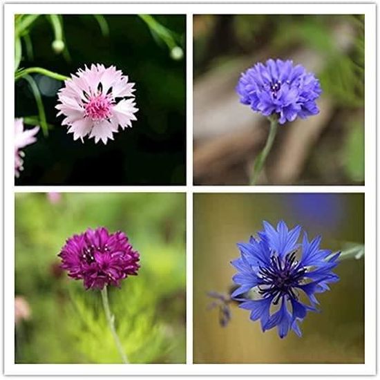 Quand Planter Des Bleuets Pour Des Récoltes Abondantes De Baies Nutritives