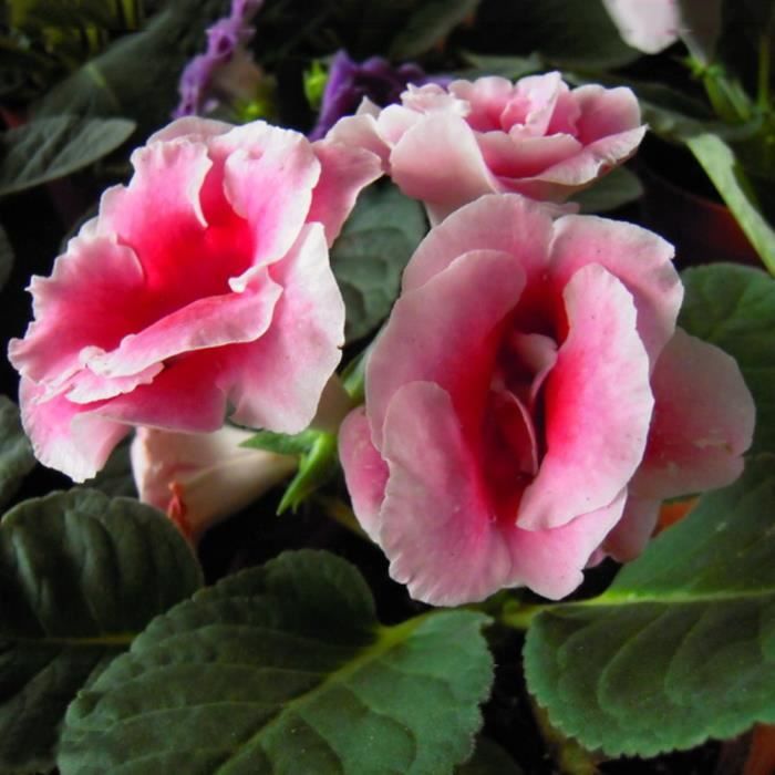 Rose 100pcs Saintpaulia Ionantha Graines De Violette Africaine Belle Plante De Jardin De Fleurs Achat Vente Fleur Artificielle Cdiscount