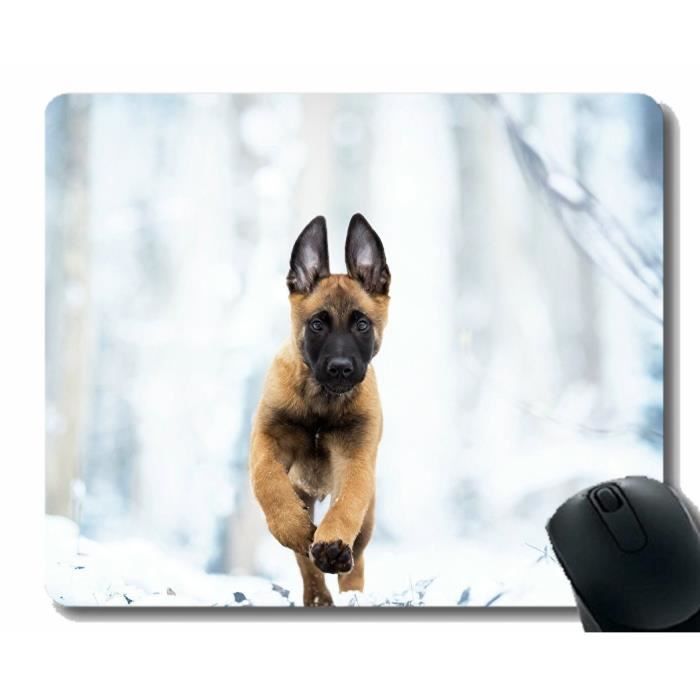 Chiot Malinois Cdiscount