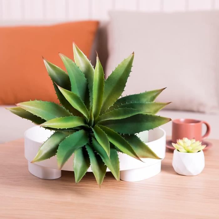 Plante d'intérieur - Aloe Vera - Hauteur: 55 cm X82C - Jardin