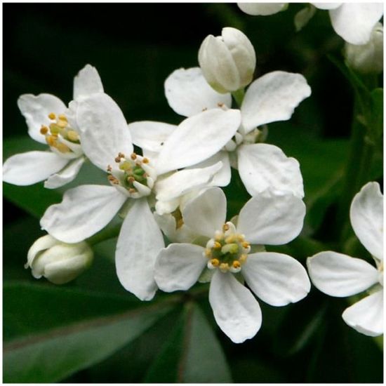 Les Elaeagnus Ebbingei
