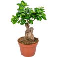 Floraya - Bonsaï - Ficus "Ginseng" par pièce - ⌀15 cm - ↕35 cm-0