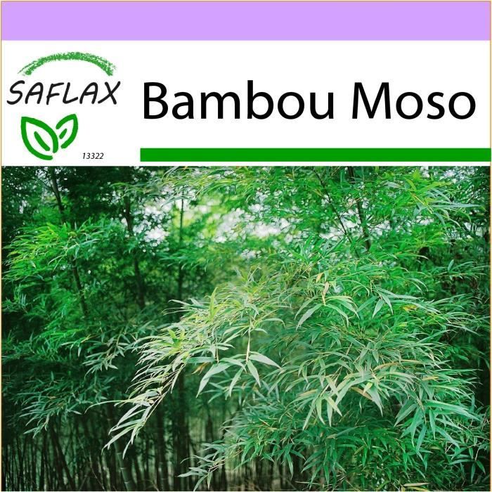 SAFLAX - Bambou Moso - 20 graines - Phyllostachys pubescens