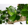 Floraya - Bonsaï - Ficus "Ginseng" par pièce - ⌀15 cm - ↕35 cm-2