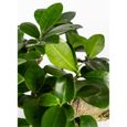 Floraya - Bonsaï - Ficus "Ginseng" par pièce - ⌀15 cm - ↕35 cm-3