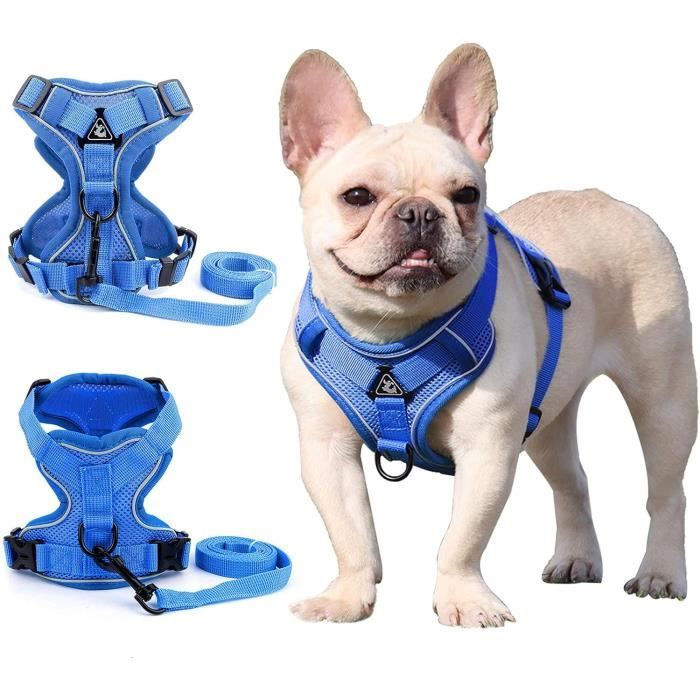 Harnais pour chien de petite et moyenne taille avec laisse, harnais