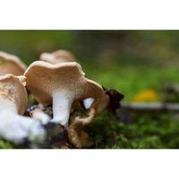 Mycélium de Pied de Mouton Kit de culture champignons (Tube, 50ml)