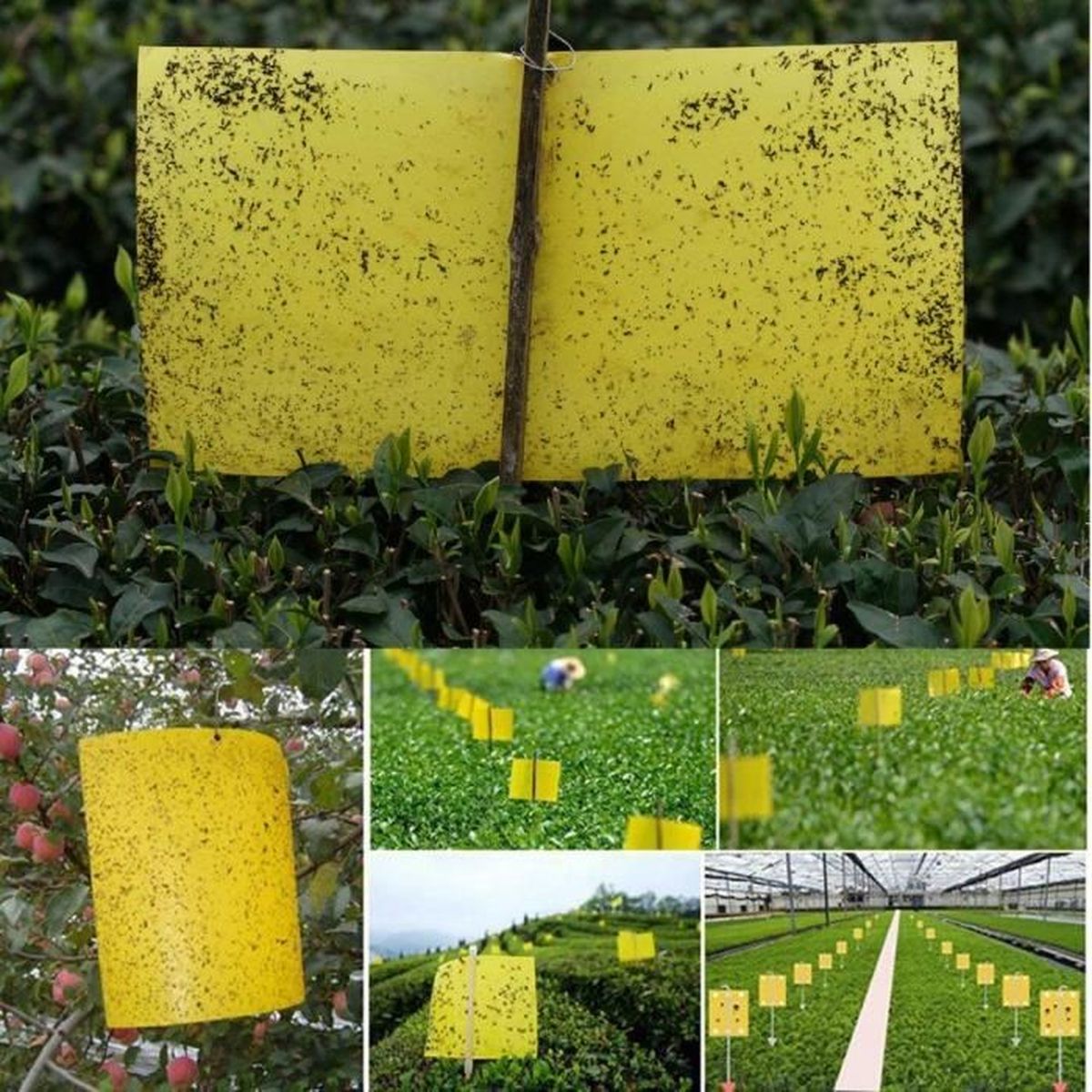 20pcs piege englue pour insecte autocollants double face jaunes pour insectes volants pour blanc feuille de mouches les pucerons cdiscount animalerie