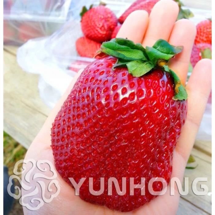 100 Pièces Allemagne Super Grande Fraise Bonsaï Fruits Fournitures De Jardin Plantes #91