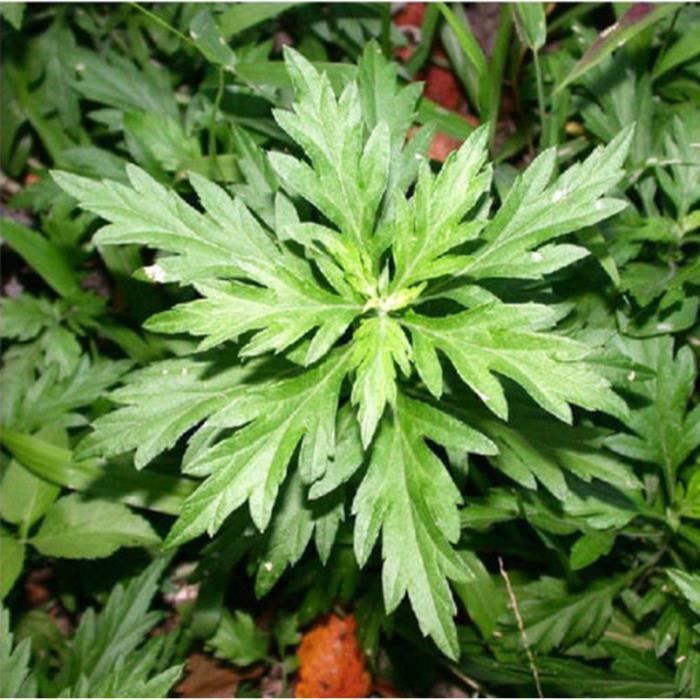 1000 Absinthe Graines d'Absinthe Artemisia Absinthium Antiparasitaires Anti-Moustiques