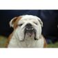 Papier Peint Photo Intissé 181133 Bouledogue Anglais 350x260cm 7 Lés Mural Poster Géant Xxl Animaux Mer Beach Mer Océan Nature
