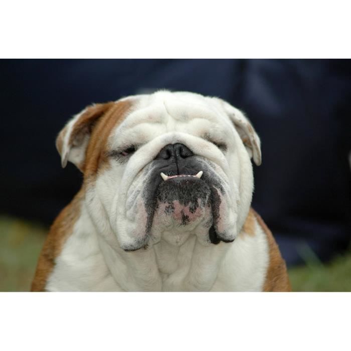 Papier Peint Photo INTISSÉ-(181133)-BOULEDOGUE ANGLAIS-350x260cm-7 lés-Mural Poster Géant XXL-Animaux-Mer Beach Mer Océan Nature