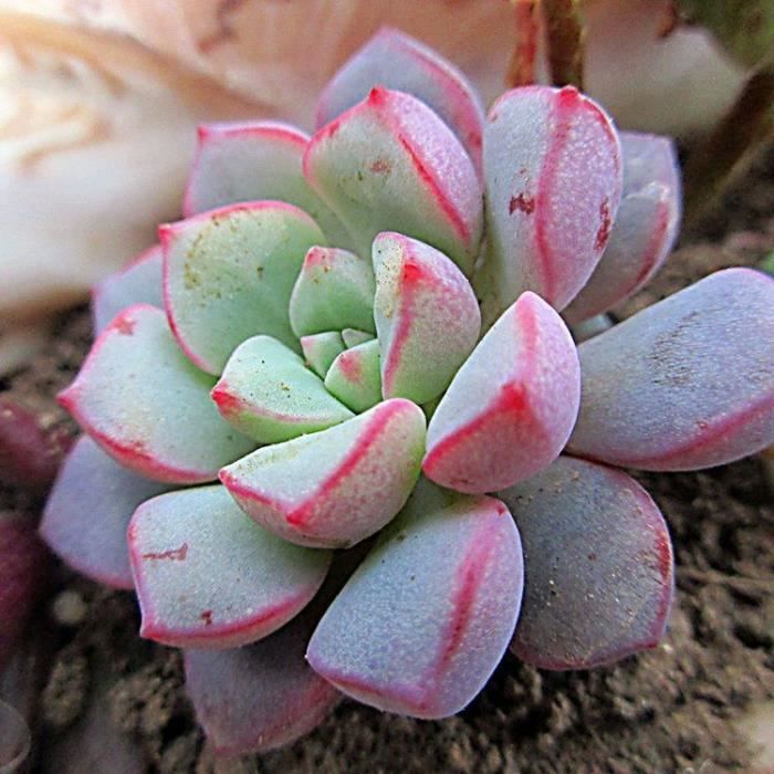 10 Graines De Echeveria Subcorymbosa Juxtlahuaca, Mignon Plantes Grasses, Exotiques Rares Succulentes À Fleurs Graines, Idée Cadea