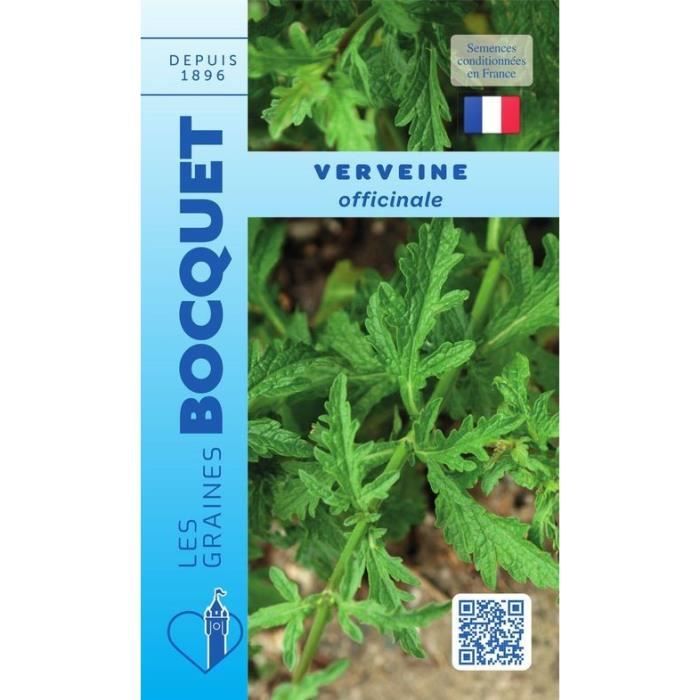 Graine - Semence - Verveine officinale