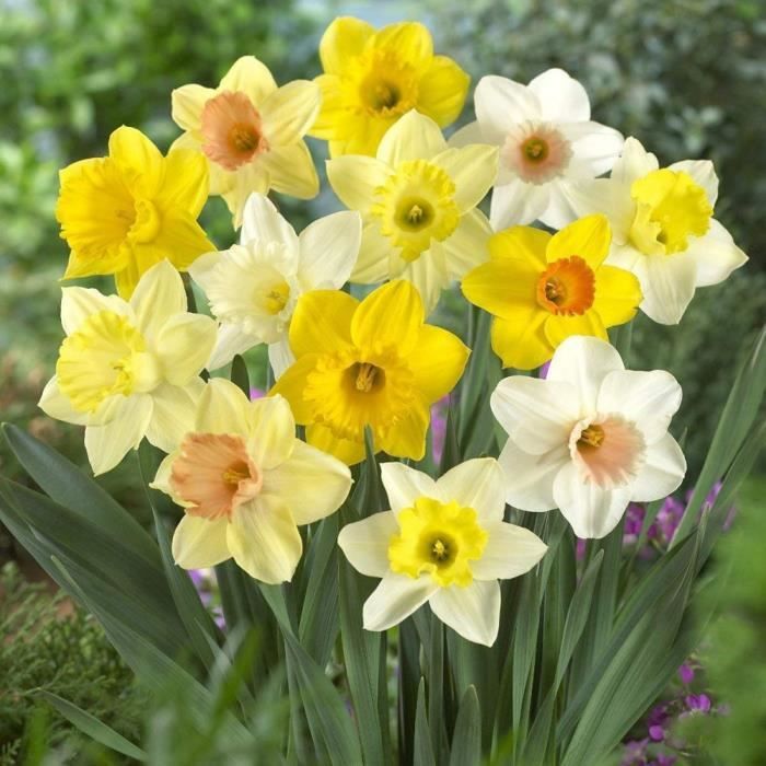 Graines Semence Adorable Flower Graines Parfum/ées Fleurs 100 Narcisses 100 pcs Ncient Graines de Jonquille